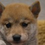 柴犬♂0823のサムネイル