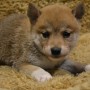 柴犬♂0823のサムネイル