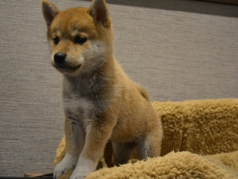 柴犬♀0903