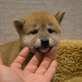 柴犬♀0906のサムネイル