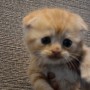 スコティッシュフォールドのサムネイル