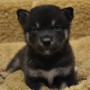 柴犬　黒0721のサムネイル