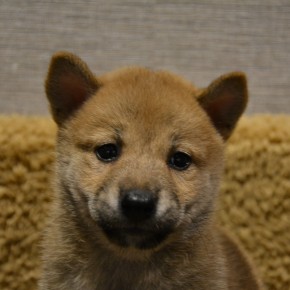 柴犬♀0812のサムネイル