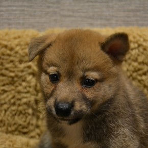 柴犬♀0812のサムネイル