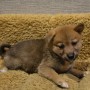柴犬♀0812のサムネイル
