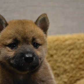 柴犬♀0814のサムネイル