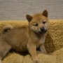 柴犬♀0812のサムネイル