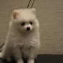 ポメラニアン♂0815のサムネイル