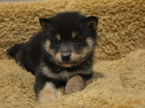 柴犬♀黒