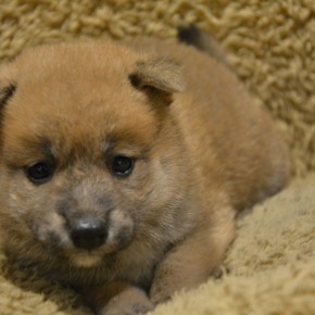 柴犬♀0407のサムネイル