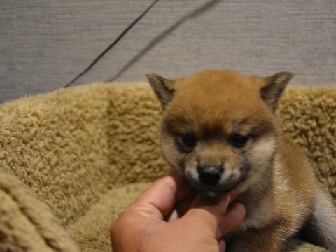 柴犬♀0425