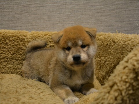 柴犬♀1225
