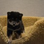 柴犬♀0106黒のサムネイル