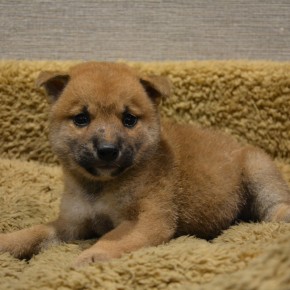 柴犬♂0819のサムネイル