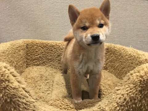 柴犬♂