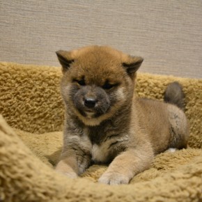 柴犬のサムネイル