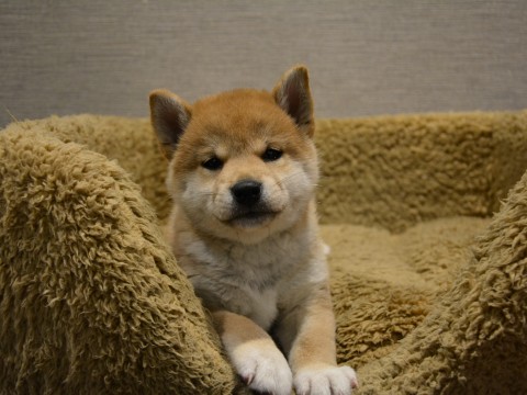 柴犬