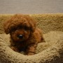 トイプードルのサムネイル