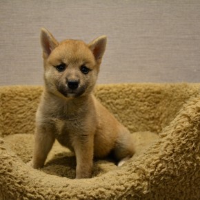 柴犬のサムネイル