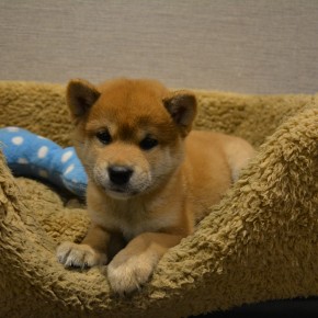 柴犬のサムネイル