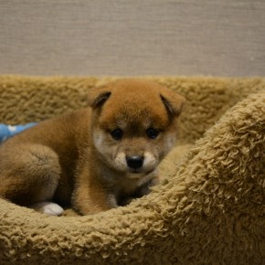 柴犬のサムネイル