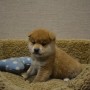 柴犬のサムネイル