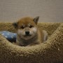 柴犬のサムネイル