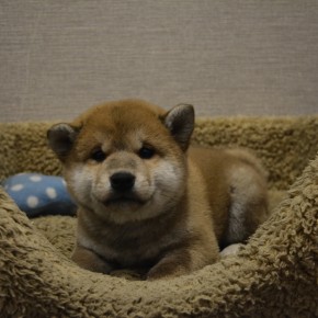 柴犬のサムネイル