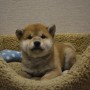 柴犬のサムネイル