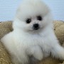 ポメラニアンのサムネイル