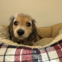 ミニチュアダックスのサムネイル