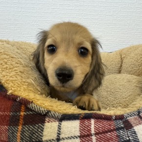 ミニチュアダックスのサムネイル