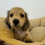 ミニチュアダックスのサムネイル