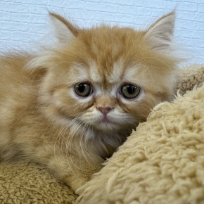 エキゾチックのサムネイル