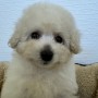 トイプードルのサムネイル