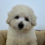 トイプードルのサムネイル