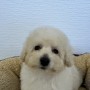 トイプードルのサムネイル