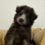 トイプードルのサムネイル