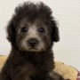 トイプードルのサムネイル