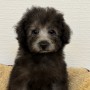 トイプードルのサムネイル