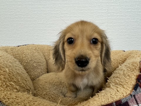 ミニチュアダックス