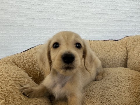 ミニチュアダックス
