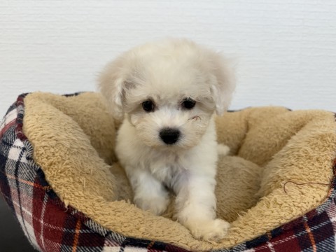 ビションフリーゼ