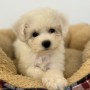 ビションフリーゼのサムネイル