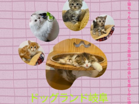 CATフェア開催中