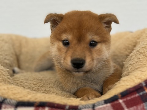 柴犬