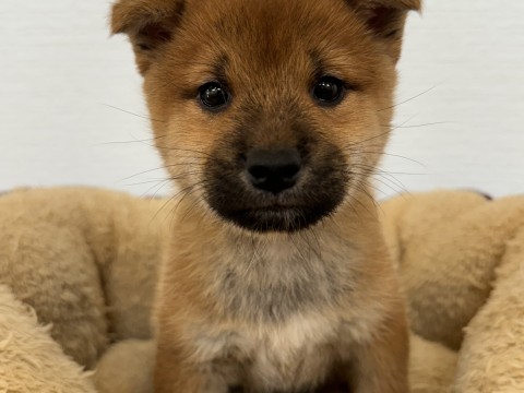 柴犬