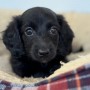 ミニチュアダックスのサムネイル