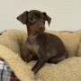 ミニチュアピンシャーのサムネイル