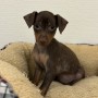 ミニチュアピンシャーのサムネイル